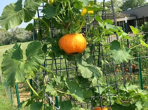 how to trellis squash