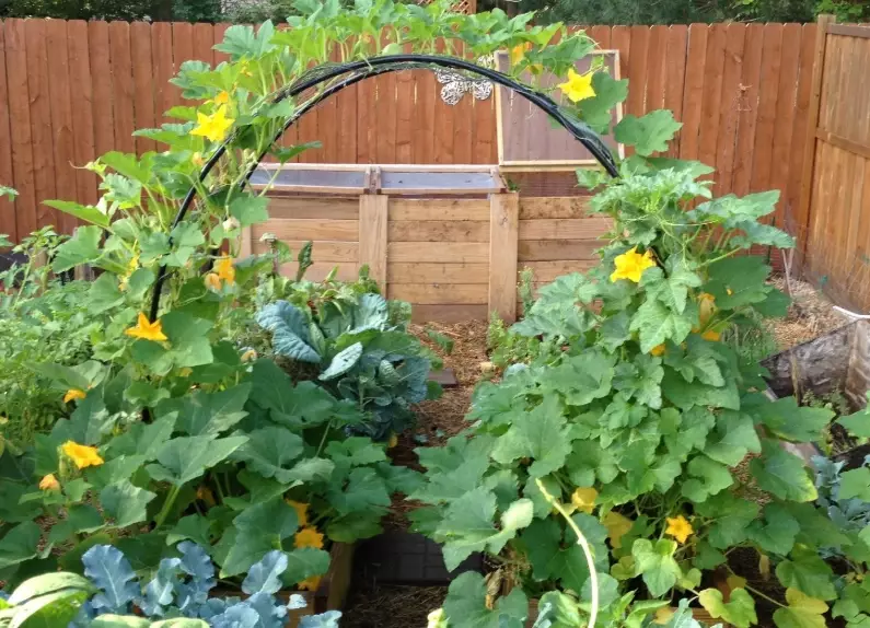 vertical squash gardening