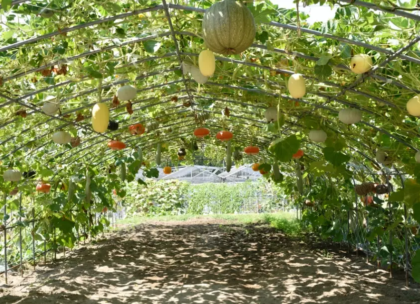squash trellis ideas