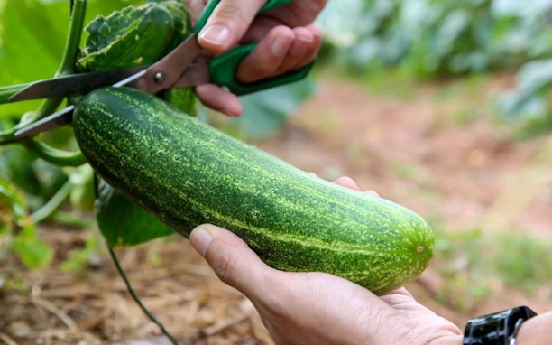 when to harvest cucumbers