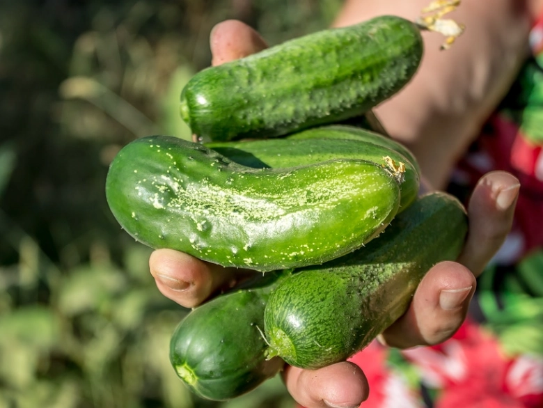 cucumber harvesting tips