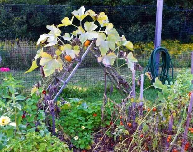 squash trellis ideas