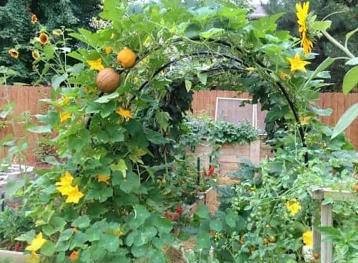 how to trellis squash