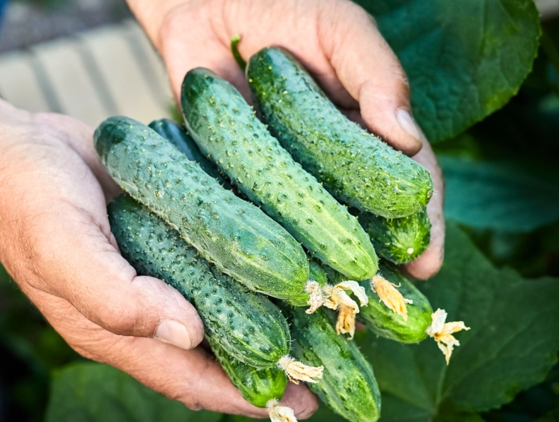 how to pick cucumbers