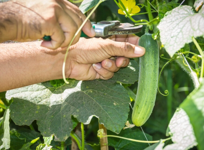 how to pick cucumbers