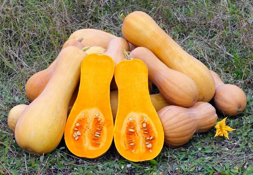 butternut squash ripe butternut squash ripe