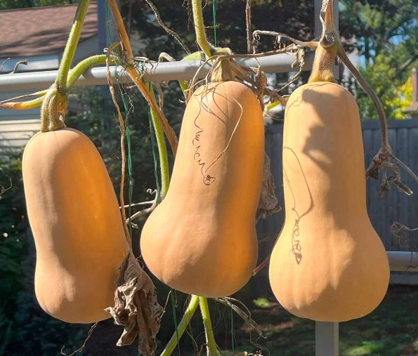 how to tell if butternut squash is ripe how to tell if butternut squash is ripe