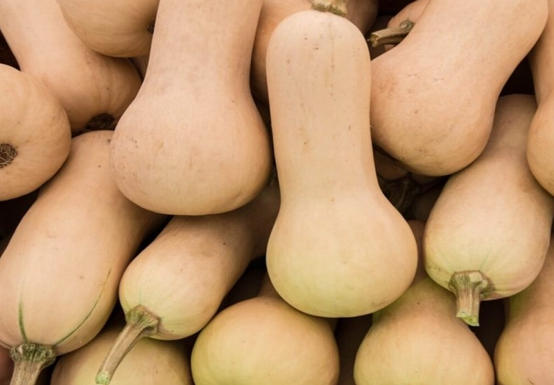 butternut squash ripeness