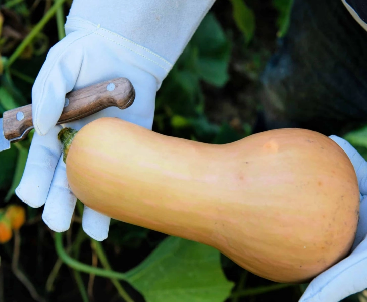 when is butternut squash ripe when is butternut squash ripe