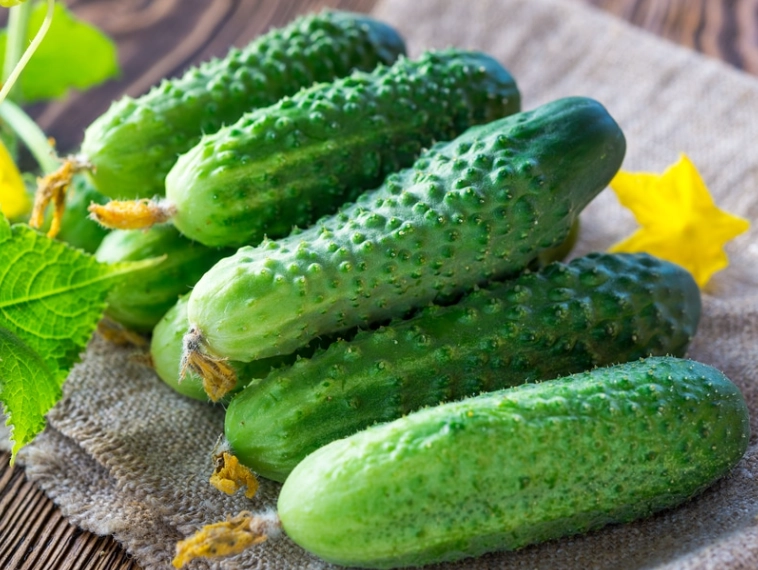 best time to harvest cucumbers best time to harvest cucumbers