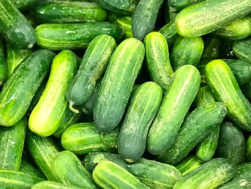 pickling cucumbers pickling cucumbers