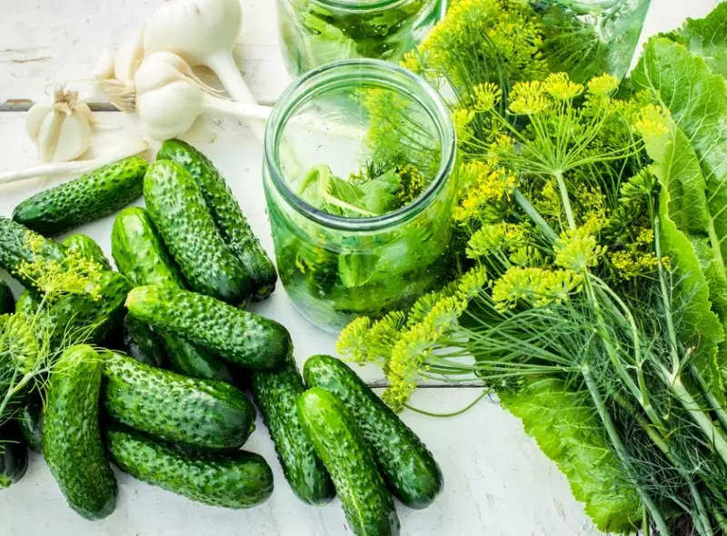 best cucumbers for pickling best cucumbers for pickling