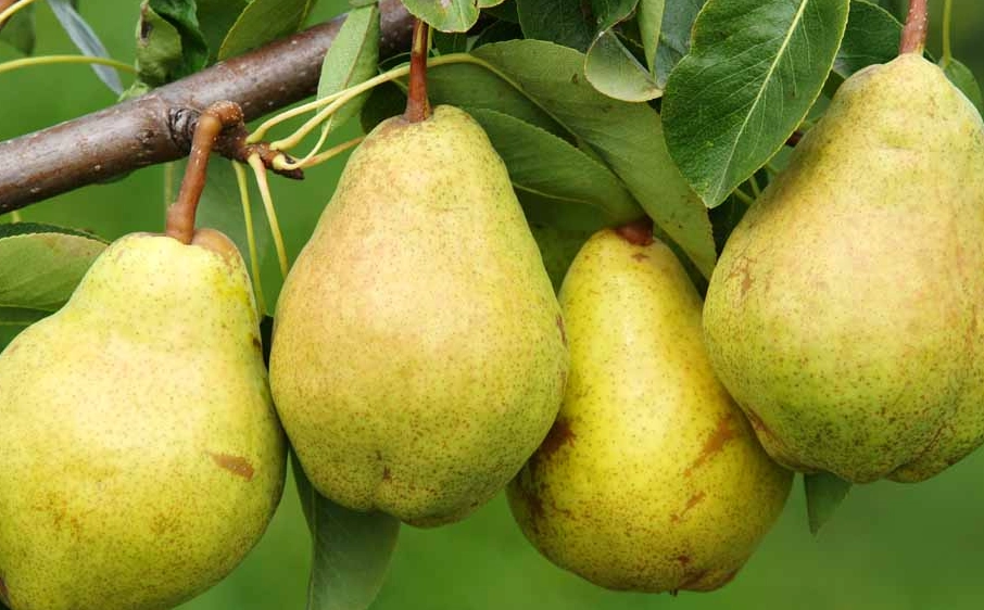 in season produce in season produce
