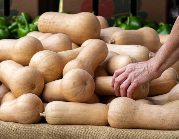 butternut squash harvesting time butternut squash harvesting time