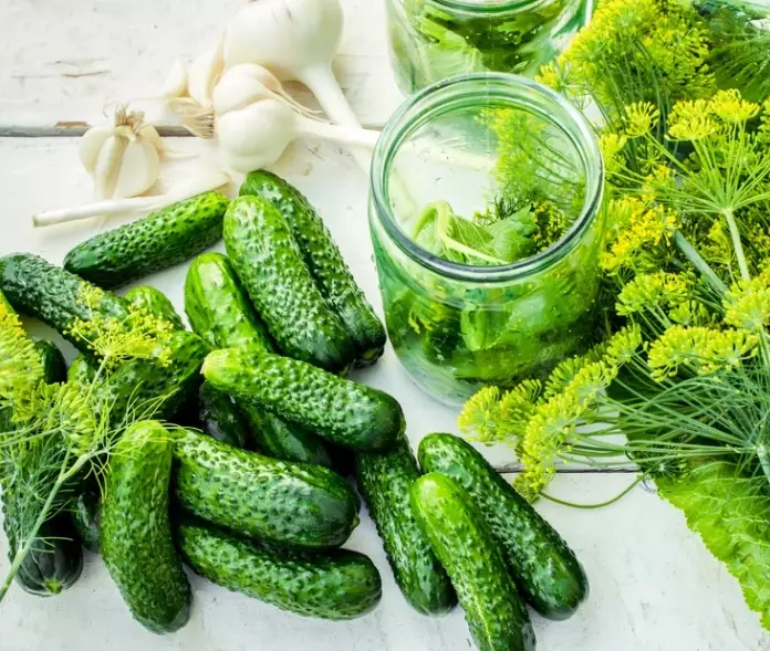 harvest pickling cucumbers harvest pickling cucumbers