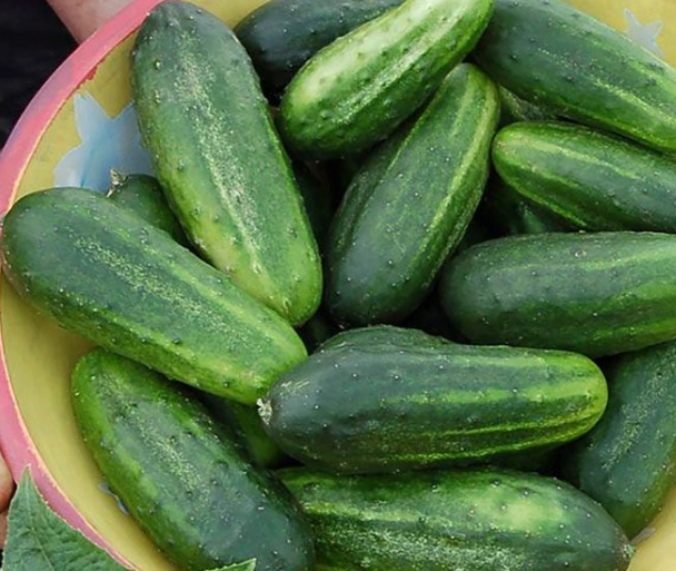 best cucumbers for pickling best cucumbers for pickling