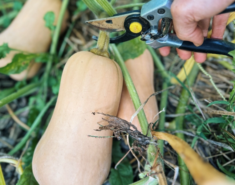 butternut squash harvesting time butternut squash harvesting time
