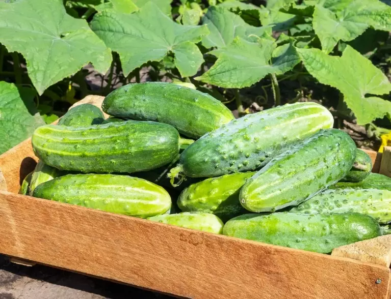 best cucumber size for pickles best cucumber size for pickles