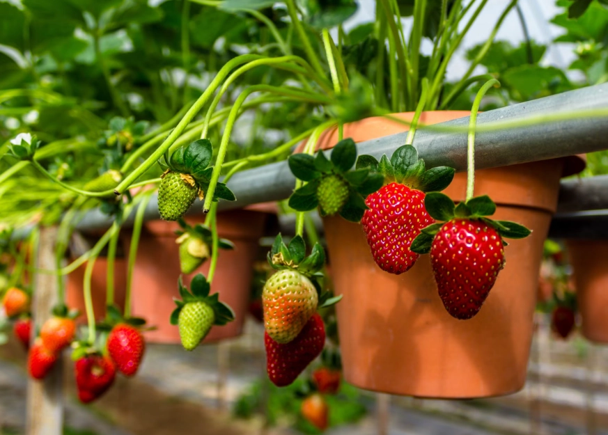 fruits in season June fruits in season June