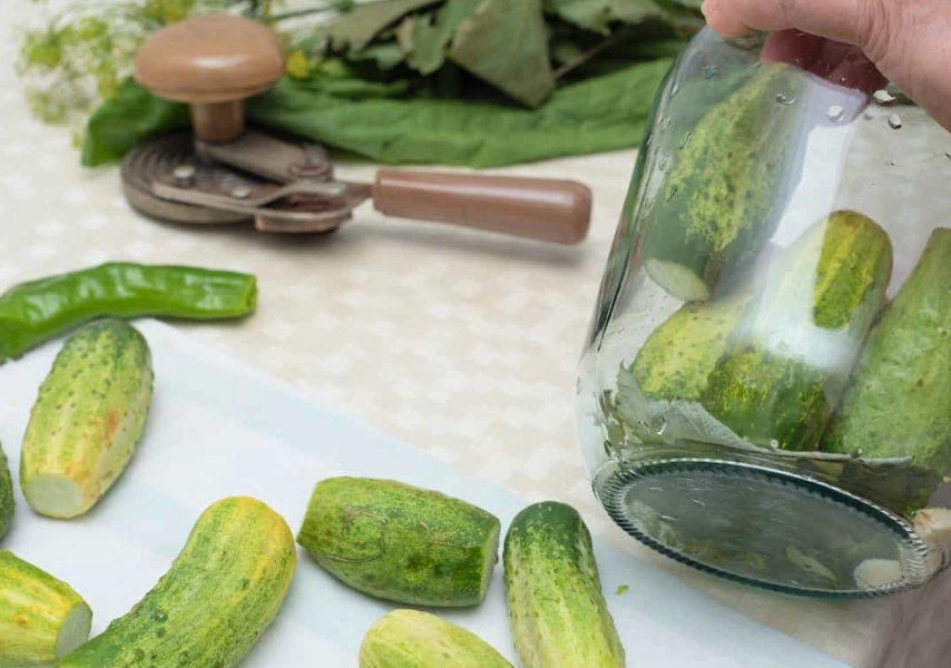 types of cucumbers for pickling types of cucumbers for pickling