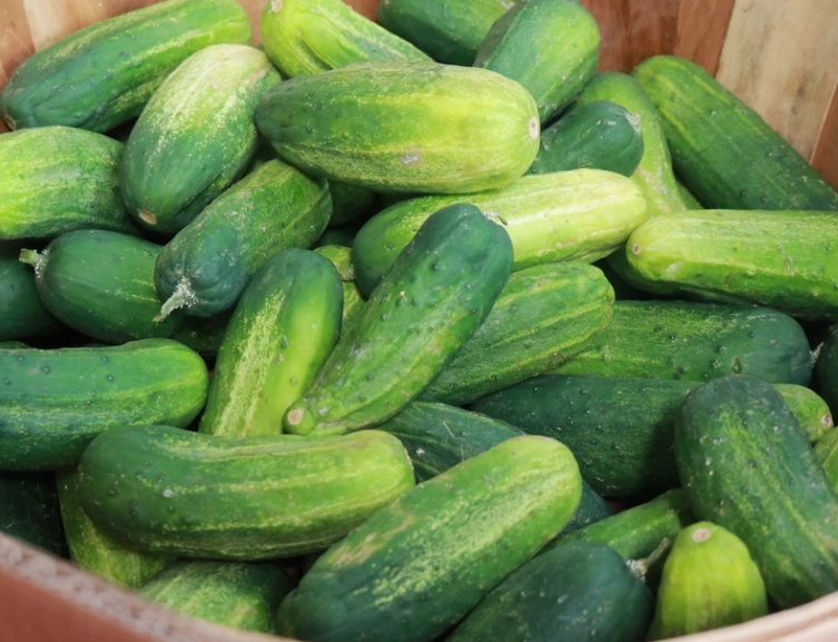 how to tell if a cucumber is ready to pick how to tell if a cucumber is ready to pick