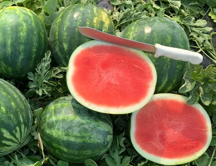 fruits that are in season in june