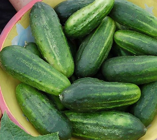 types of cucumbers to pickle