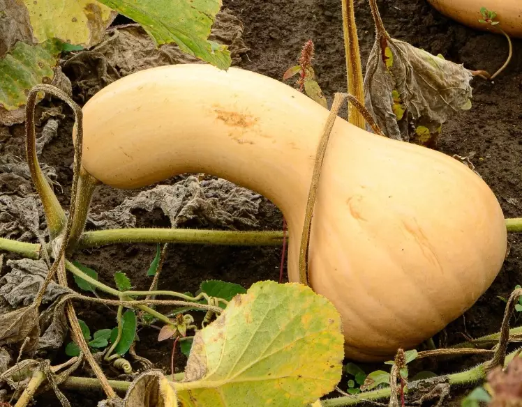when to harvest butternut squash when to harvest butternut squash