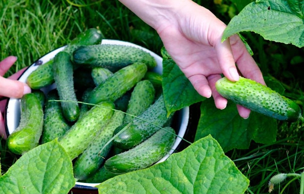 when to harvest pickling cucumbers when to harvest pickling cucumbers