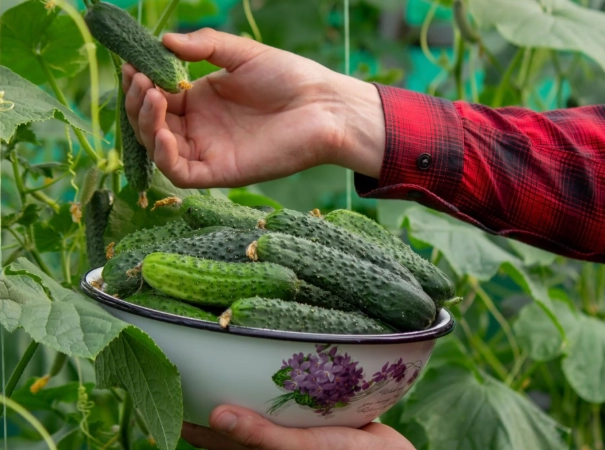when to harvest pickling cucumbers when to harvest pickling cucumbers