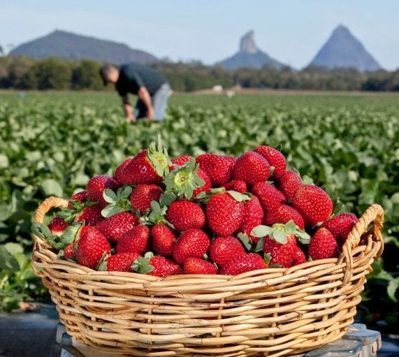 what fruit is in season in september what fruit is in season in september