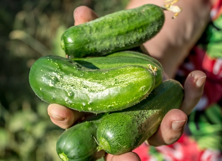 best cucumber size for pickles best cucumber size for pickles