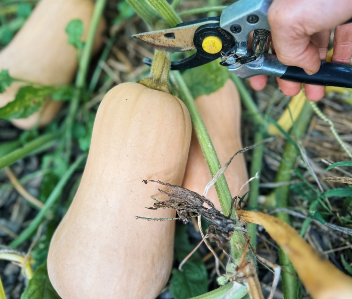 how to harvest butternut squash how to harvest butternut squash