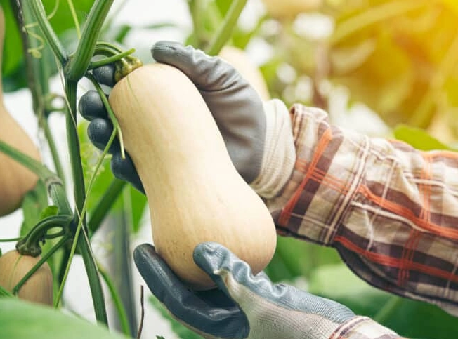 how to pick butternut squash how to pick butternut squash