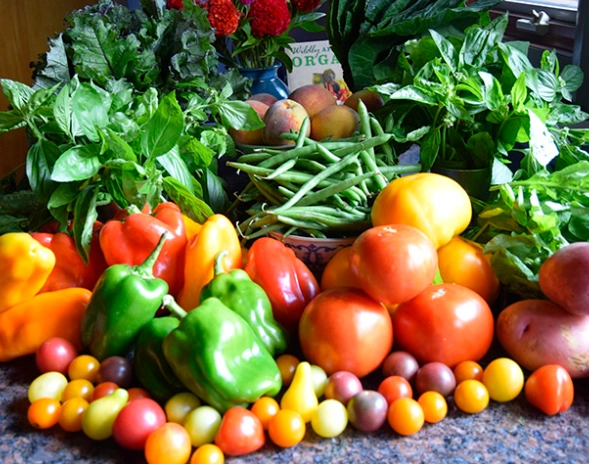 how to pick ripe fruit august