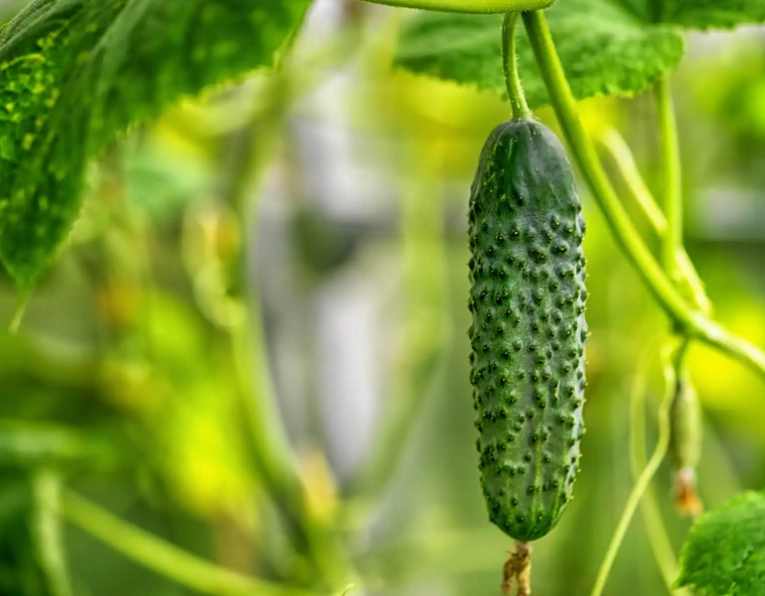 cucumber harvesting time cucumber harvesting time