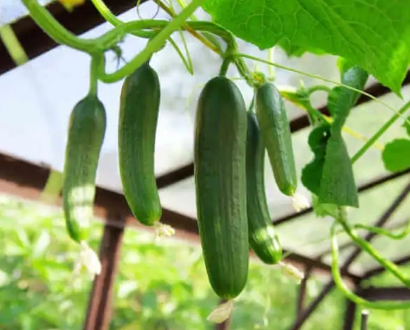 how to tell when cucumbers are ready how to tell when cucumbers are ready