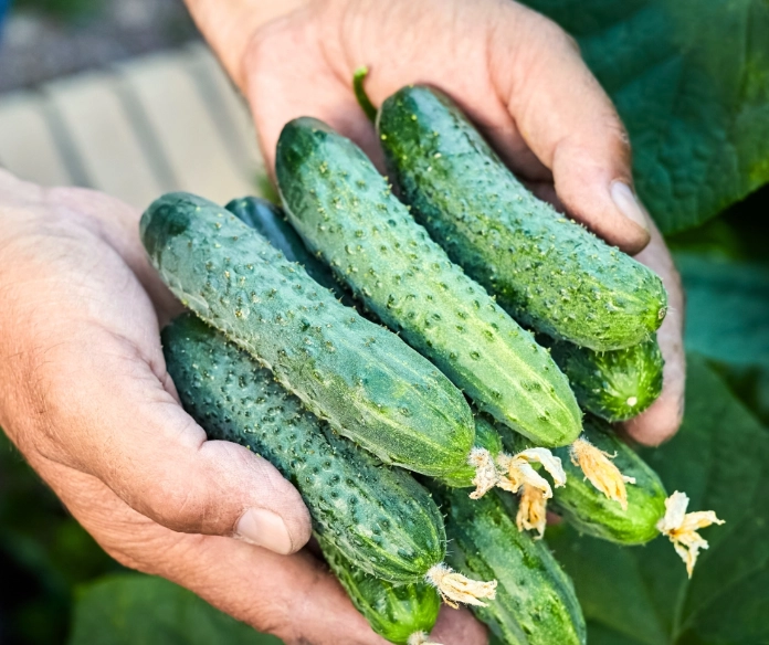 when to pick cucumbers when to pick cucumbers