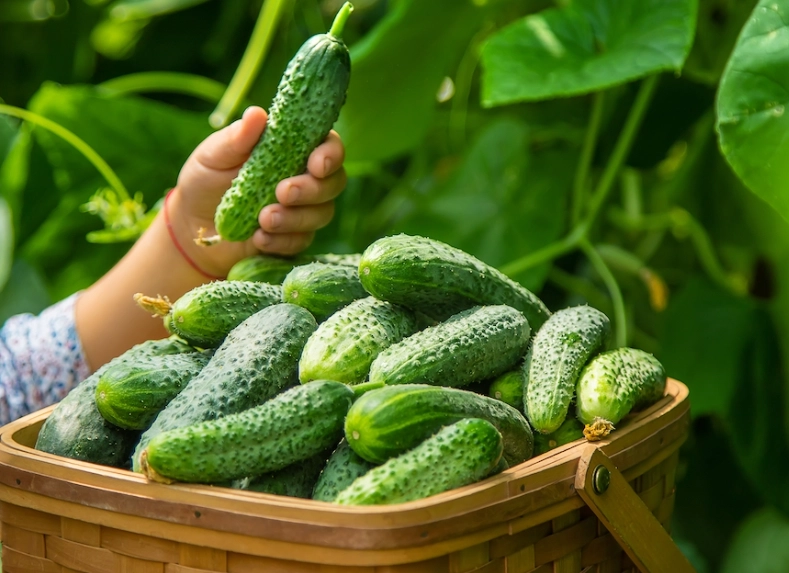 when do you pick cucumbers