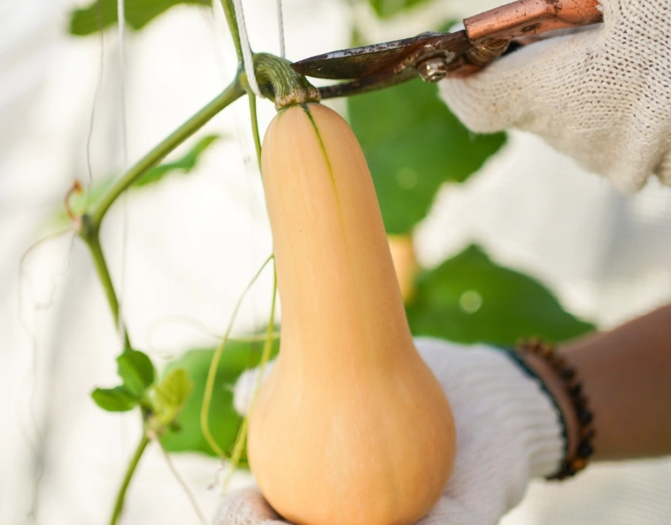 butternut squash ripeness butternut squash ripeness