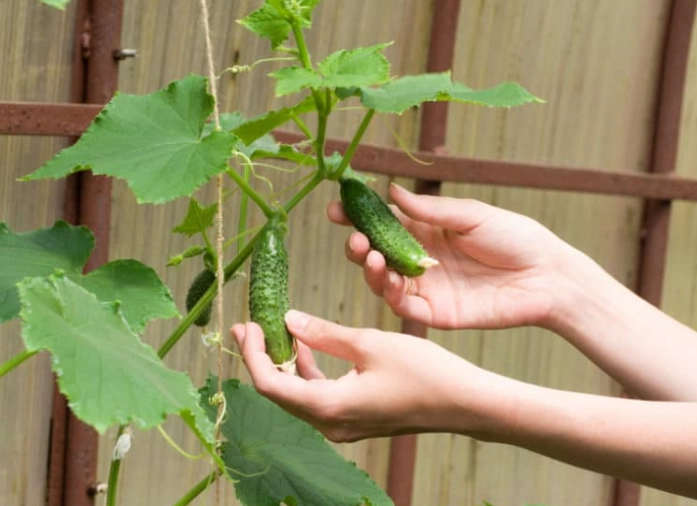 how to tell when cucumbers are ready how to tell when cucumbers are ready