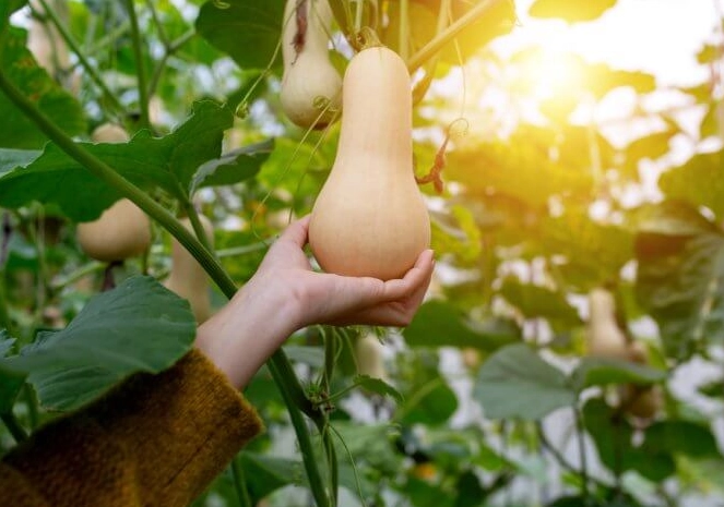 selecting butternut squash selecting butternut squash