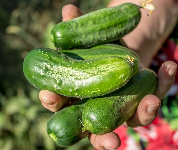 cucumber harvesting time cucumber harvesting time
