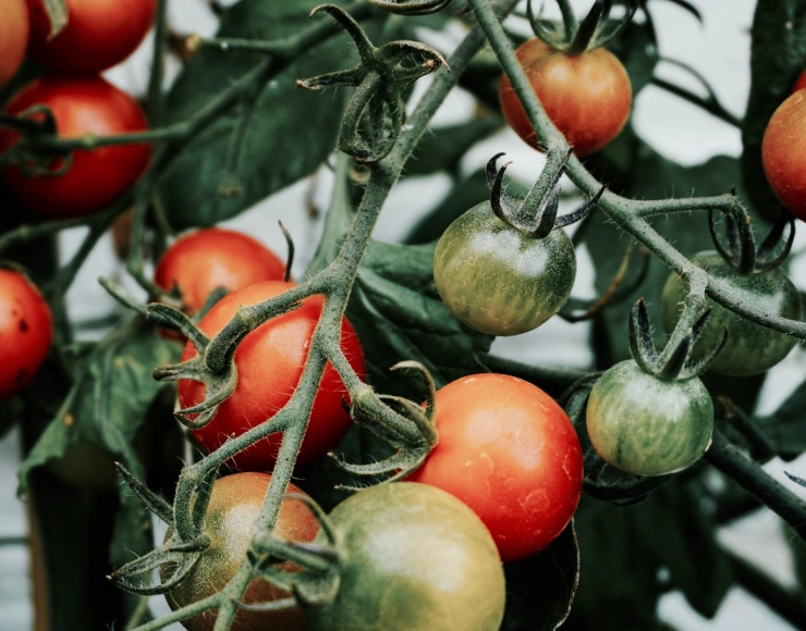 how to pick ripe fruit august
