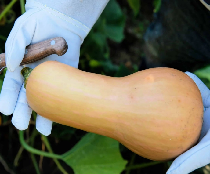 butternut squash ripeness butternut squash ripeness