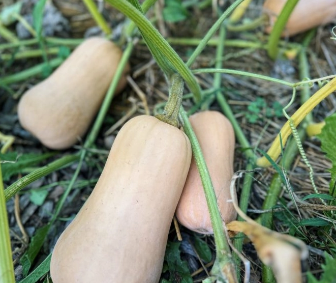 selecting butternut squash selecting butternut squash
