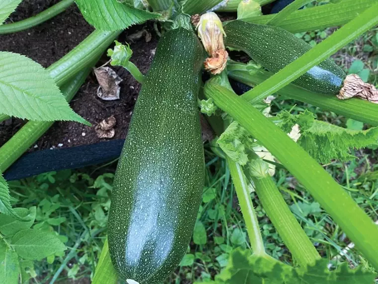 giant zucchini recipes