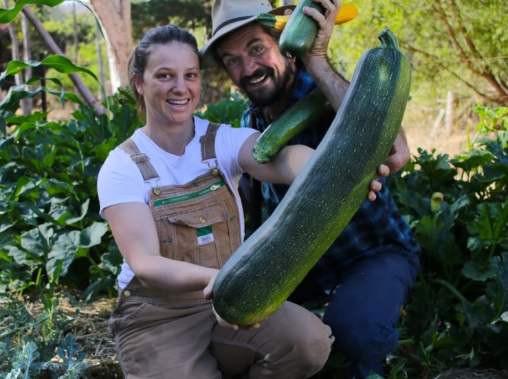 how to grow giant zucchini