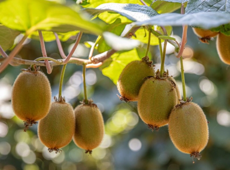 are kiwis in season