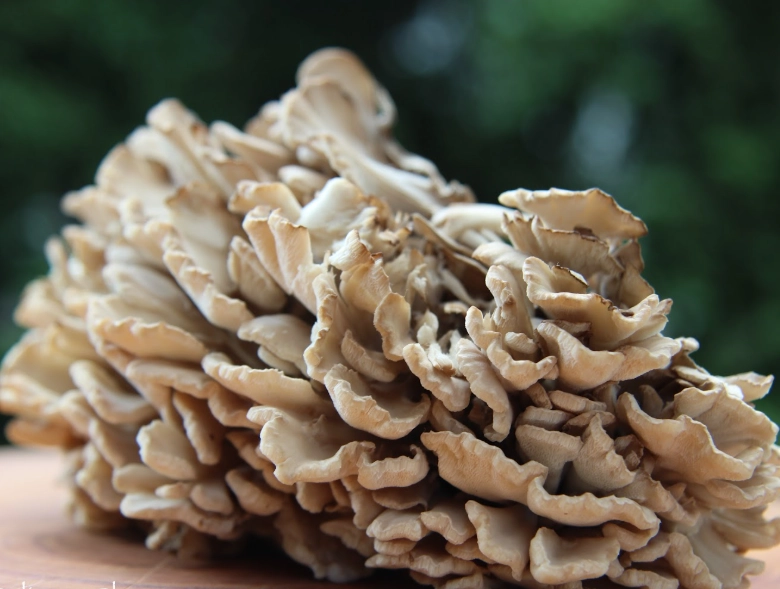 how to cook maitake